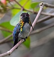 The Bee Hummingbird: A Rare Cuban Jewel - Owen Deutsch Photography