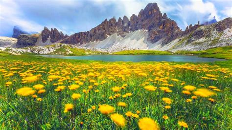 Alpes Dolomites In Italy Spring Wild Flowers Green Grass