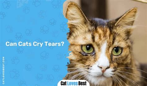 Do Cats Cry Can Cats Cry Tears Explained
