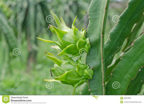 The sweet flesh is delicious and packed full of nutrients. Raw dragon fruit stock image. Image of black, exoticism - 26824859