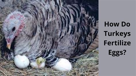 How Do Turkeys Reproduce Tom N Hen