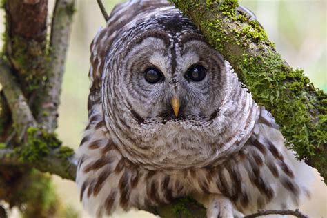 Barred Owl Mike Baker Flickr
