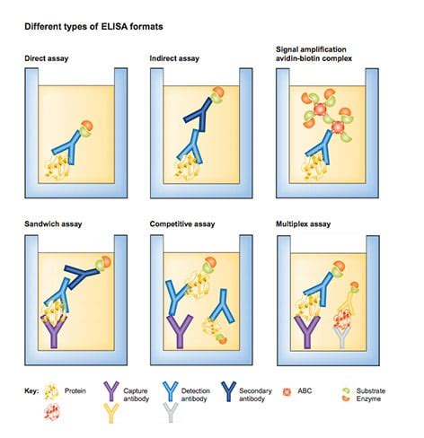 There are many different types of elisas. ELISA Kits | Abcam