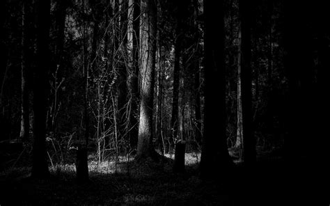 Free Download Dark Forest Wallpapers 1920x1200 For Your Desktop