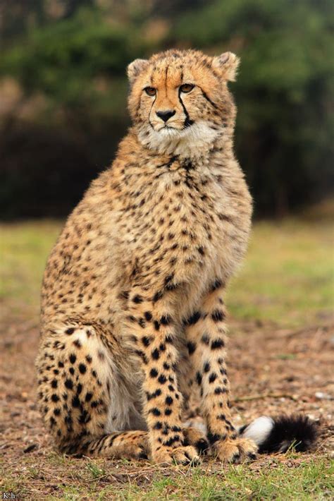 Young Cheetah Boy By Khalliysgraphy On Deviantart Cheetahs Endangered