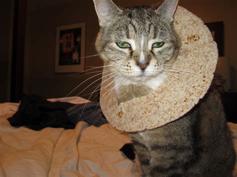The Brews Brothers Breading Cats