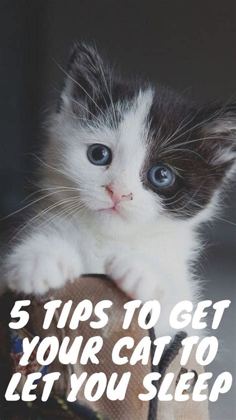 5 Tips To Get Your Cat To Let You Sleep In 2020 Cats Sleeping Kitten
