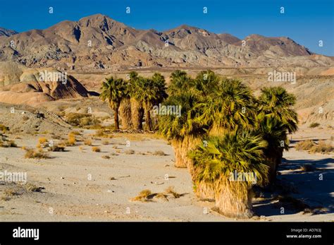 Desert Fan Palm Trees Washingtonia Filifera Below Mountains 17 Palms