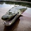 Caught A few Brazos River Alligator Gar - 2CoolFishing