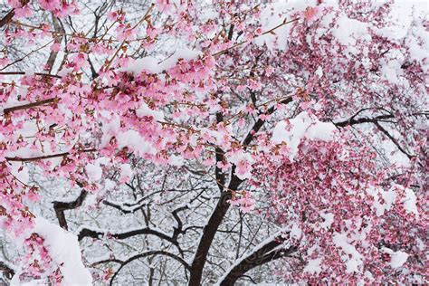 Snow Covered Cherry Blossoms Stock Image Everypixel