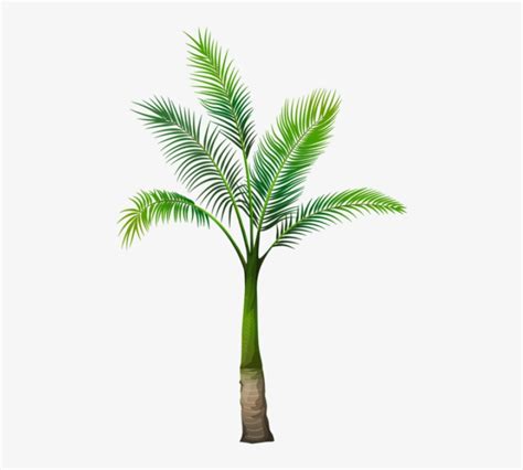 Free Png Palm Tree Png Images Transparent Palm Tree Without