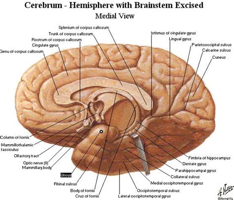 Corpus Callosum Corpus Callosum Nervous System Anatomy Brain Anatomy