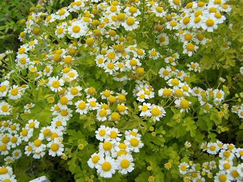 52 Herbaceous Plants Herbaceous Plants In Landscape