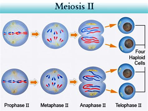 Sonu Academy Meiosis And Reduction Division Text