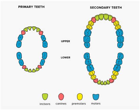 Different Types Of Teeth And Their Functions