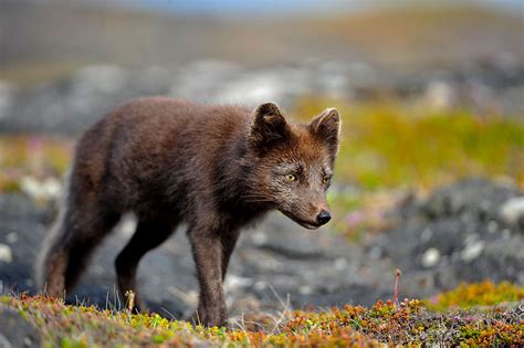 Arctic Fox Vulpes Lagopus Fuliginosus Wild Arctic Fox In Flickr