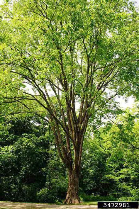 Arkansas Tree Database American Elm