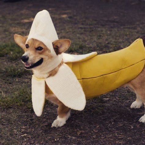 Banana Cute Animals Pet Costumes Cute Corgi