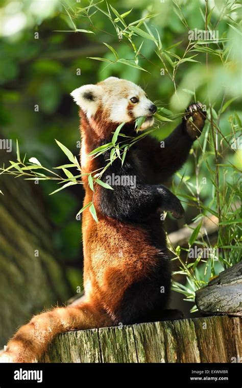 Red Panda On A Tree Stump Stock Photo Alamy