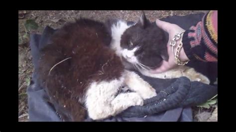 Many signs of a dying cat are similar to sick cat symptoms. Cat dying - YouTube