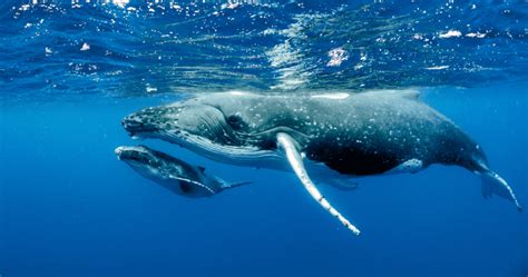 Las Ballenas Jorobadas Se Recuperan Del Borde De La Extinción