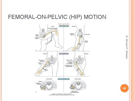 Hip Dr Michael P Gillespie Osteology Attachment Point