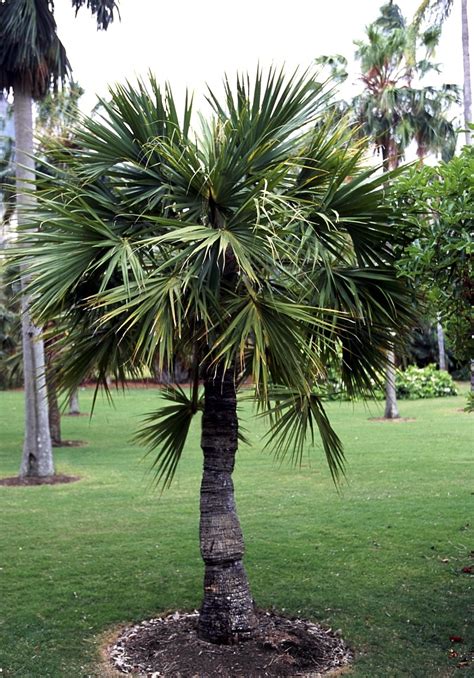 Sabal Minor Dwarf Palmetto Palm Siteone