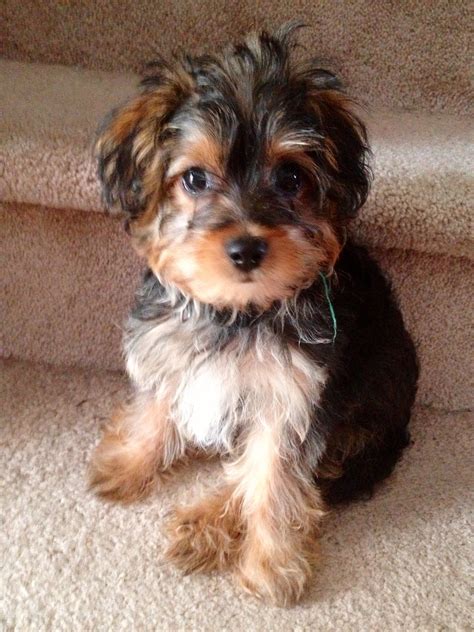 Pin By Alexandra Singer On Puppies Yorkie Poodle Yorkie Poo Puppies