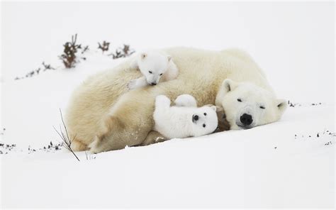 Wallpaper Polar Bears Cubs Sleep In The Snow 2560x1600 Hd Picture Image