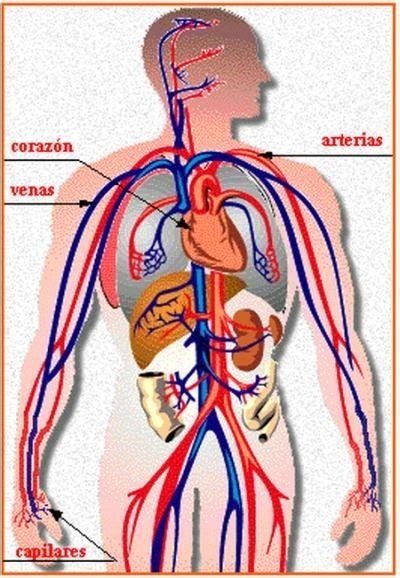 ¿cómo Está Compuesto El Sistema Circulatorio Sistema Circulatorio