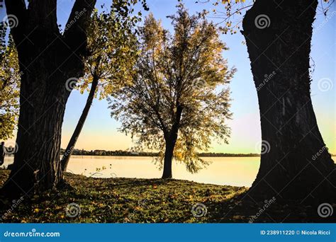 Trees By The Riverside At Sunset In Autumn Stock Photo Image Of