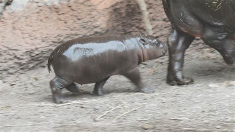 Скачать buin zoo apk 2.4 для андроид. Buin Zoo presenta nueva cría de hipopótamo pigmeo: quedan ...