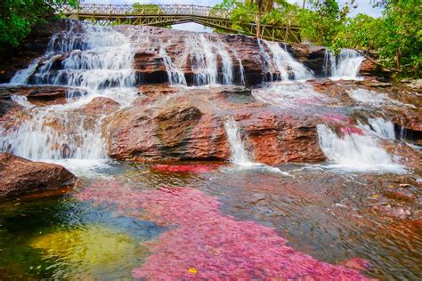 How To Visit Cano Cristales Colombias River Of Five Colors