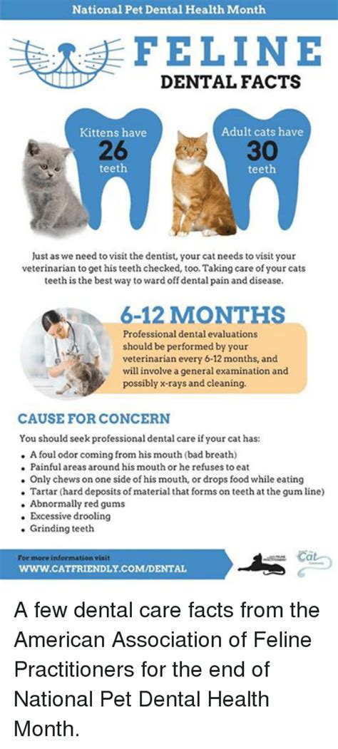 The dentist may not schedule the. National Pet Dental Health Month FELINE DENTAL FACTS Adult ...
