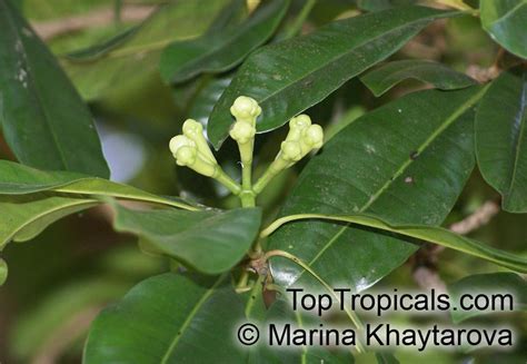 Syzygium Aromaticum Caryophyllus Aromaticus Eugenia Caryophyllata