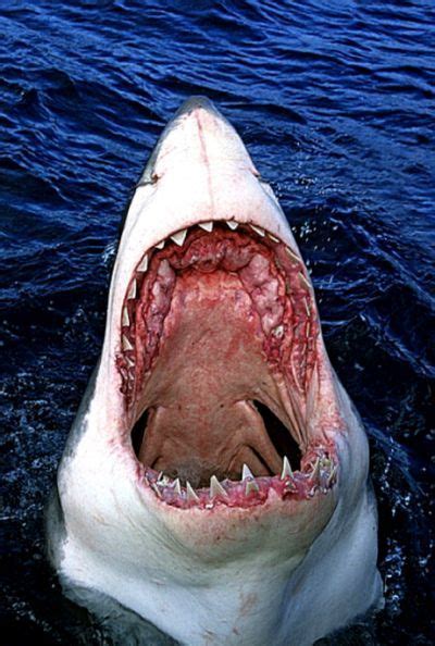 13 Best 21 Of The Most Horrific Shark Attacks Ever Recorded Sharks Kill