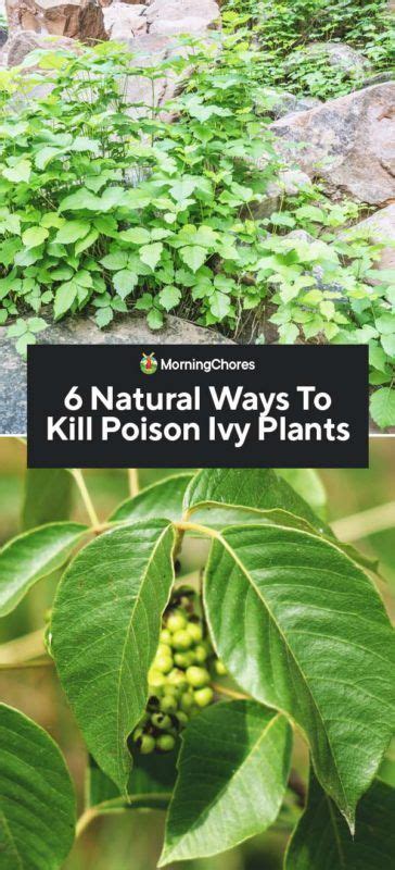 6 Natural Ways To Kill Poison Ivy Plants Modern Design Poison Ivy