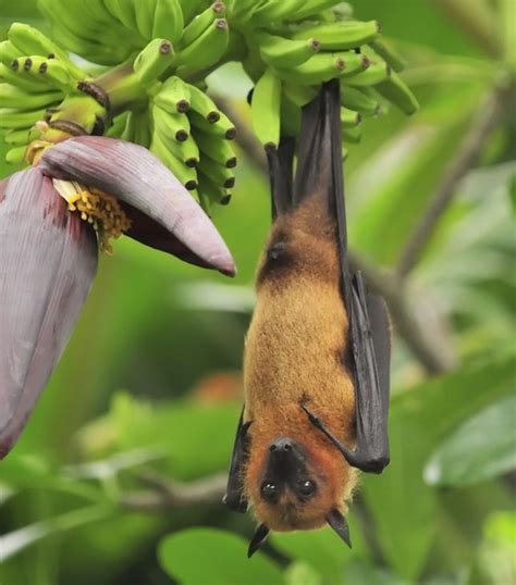 Pin On Bats