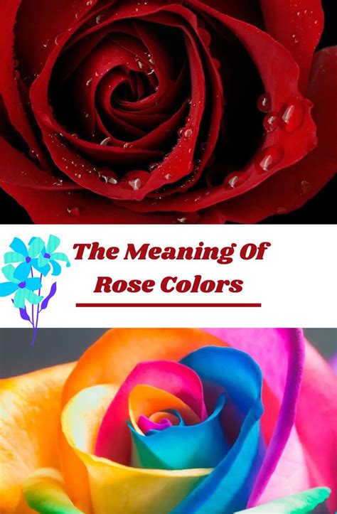 Love Roses Heres What Each Rose Color Means In 2021 Rose Color