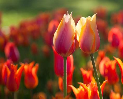 Two Lovely Tulips Spring Flowers Wallpaper Download 1280x1024
