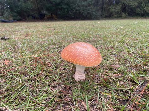 Amanita Persicina Vs Amanita Muscaria Rmushrooms