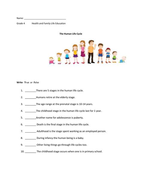 Human Life Cycle Worksheet Grade 4