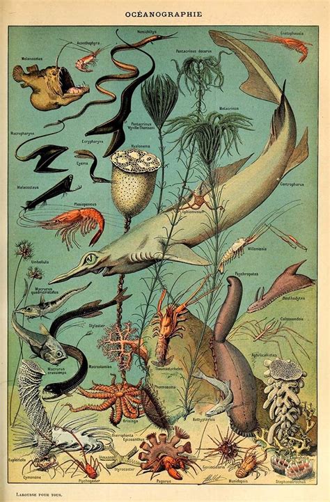 A Comprehension Collection Of Fabulous Vintage Sea Life Posters By The