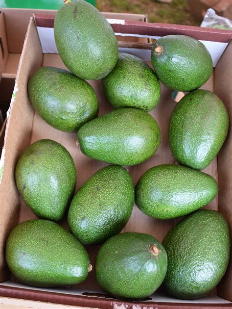Kenya Acts On Immature Avocado Fruits Kilimo News