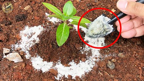 How To Apply Diatomaceous Earth To Plants
