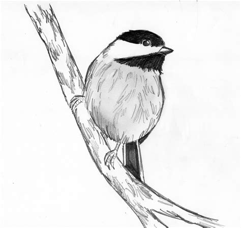 An Attempt To Draw A Bird From An Image I Saw Online What Can Be