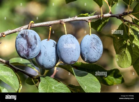 Prunus Domestica Fruit Plum Fruits On A Plum Tree Fruits Stock Photo