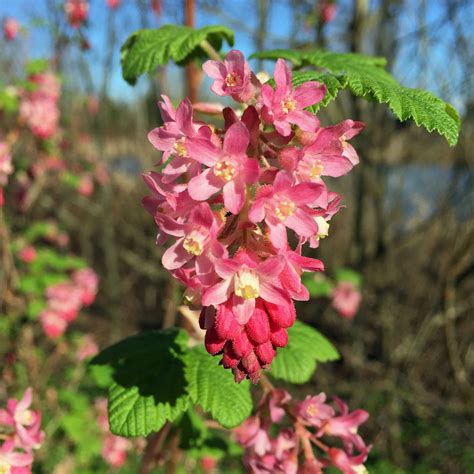 Red Flowering Currant Ribes Sanguineum 2 Gallon Live Plant Tklebeau