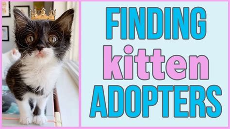 How To Find A Foster Home For A Cat Cat Lovster