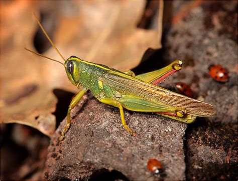 Green Bird Grasshopper Schistocerca Shoshone Schistocerca Lineata